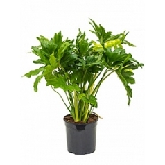 Филодендрон selloum bush Диаметр горшка — 24 см Высота растения — 90 см