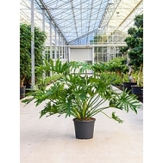 Филодендрон selloum bush Диаметр горшка — 35 см Высота растения — 100 см