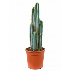 Пилосоцереус (кактус) azureus Диаметр горшка — 24 см Высота растения — 60 см