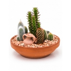 Plant arrangement cacti planted dish with Кактус Диаметр горшка — 23 см Высота растения — 25 см