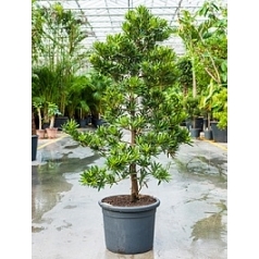 Подокарпус (Многоплодник) latifolius bush (140-160) Диаметр горшка — 40 см Высота растения — 150 см