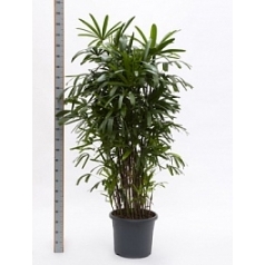 Рапис excelsa tuft (170-190) Диаметр горшка — 40 см Высота растения — 170 см