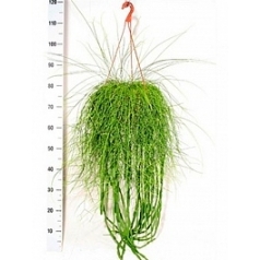 Рипсалис (прутовик) paradoxa/cassutha hanger Диаметр горшка — 25 см Высота растения — 60 см