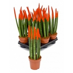 Сансевиерия cy. sp. velvet touchz orange 8-9pp Диаметр горшка — 12 см Высота растения — 40 см