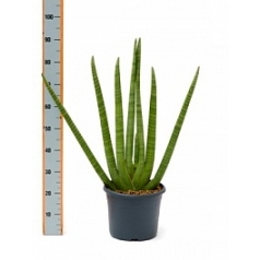 Сансевиерия cylindrica 5+ leafs Диаметр горшка — 29 см Высота растения — 75 см