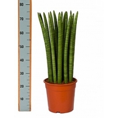 Сансевиерия straight tuft Диаметр горшка — 24 см Высота растения — 70 см