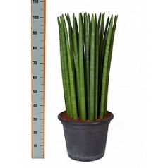 Сансевиерия straight tuft Диаметр горшка — 35 см Высота растения — 100 см