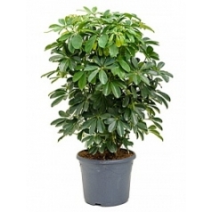 Шеффлера arboricola bush Диаметр горшка — 31 см Высота растения — 100 см