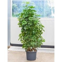 Шеффлера arboricola bush Диаметр горшка — 40 см Высота растения — 160 см