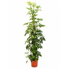 Шеффлера arboricola tuft Диаметр горшка — 20 см Высота растения — 120 см
