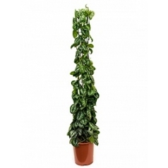 Эпипремнум pictus trebie column Диаметр горшка — 27 см Высота растения — 160 см