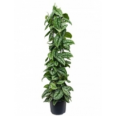 Эпипремнум pictus trebie column Диаметр горшка — 26 см Высота растения — 120 см