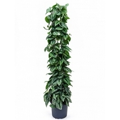 Эпипремнум pictus trebie column Диаметр горшка — 29 см Высота растения — 150 см