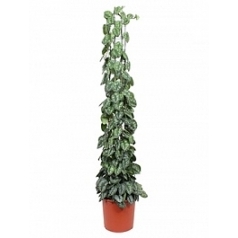 Эпипремнум pictus trebie column Диаметр горшка — 34 см Высота растения — 180 см