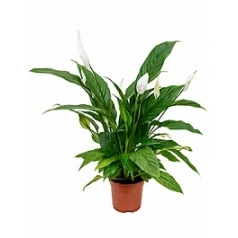 Спатифиллум vivaldi Диаметр горшка — 17 см Высота растения — 75 см