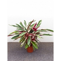 Строманта (марантовая) triostar 3/tray bush Диаметр горшка — 19 см Высота растения — 70 см