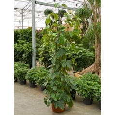 Тетрастигма виноградовая voinierianum pyramid Диаметр горшка — 40 см Высота растения — 210 см