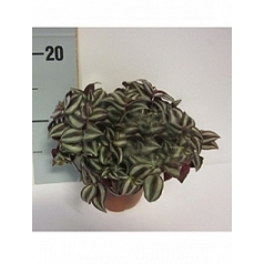 Традесканция zebrina Диаметр горшка — 10.5 см Высота растения — 20 см