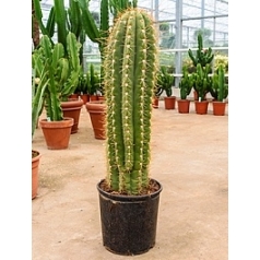 Эхинопсис (кактус) terschechii 2-3pp (130-140) Диаметр горшка — 35 см Высота растения — 140 см