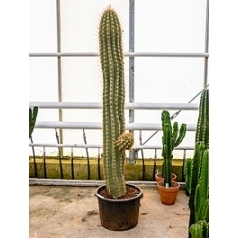 Эхинопсис (кактус) terschechii branched Диаметр горшка — 50 см Высота растения — 230 см