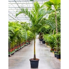 Пальма Вейчия Адонидия merrillii (250-275) stem Диаметр горшка — 45 см Высота растения — 275 см