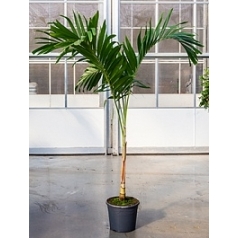 Пальма Вейчия Адонидия merrillii (250-275) stem Диаметр горшка — 35 см Высота растения — 250 см