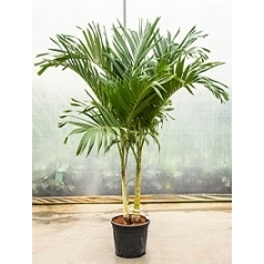 Пальма Вейчия Адонидия merrillii 2-stem Диаметр горшка — 35 см Высота растения — 175 см