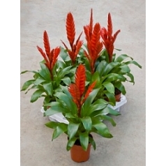 Вриезия style red Диаметр горшка — 12 см Высота растения — 40 см