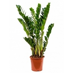 Замиокулькас zamiifolia tuft Диаметр горшка — 21 см Высота растения — 90 см