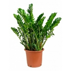 Замиокулькас zamiifolia tuft Диаметр горшка — 34 см Высота растения — 100 см