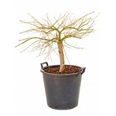 Клён palmatum dissectum стебель Диаметр горшка — 40 см Высота растения — 100 см
