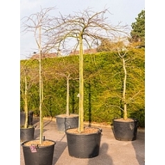 Клён palmatum inaba shidare стебель Диаметр горшка — 80 см Высота растения — 280 см