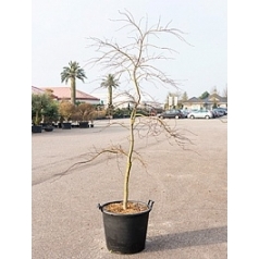 Клён palmatum inaba shidare стебель Диаметр горшка — 60 см Высота растения — 250 см