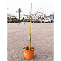 Клён palmatum tamukeyama стебель Диаметр горшка — 35 см Высота растения — 150 см