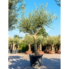 Олива европейская стебель Диаметр горшка — 75 см Высота растения — 270 см