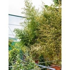 Филлостахис бамбуковый spectabillis multi стебель Диаметр горшка — 90/45 см Высота растения — 260 см