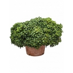 Питтоспорум Тобира nana куст Диаметр горшка — 45 см Высота растения — 65 см