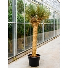 Юкка rostrata branched 2 head Диаметр горшка — 50 см Высота растения — 240 см