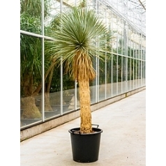 Юкка rostrata стебель (100-120) Диаметр горшка — 43 см Высота растения — 200 см