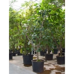Фикус Бенгальский стебель (400-500) Диаметр горшка — 85 см Высота растения — 500 см