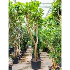 Фикус Лира branched Диаметр горшка — 70 см Высота растения — 425 см