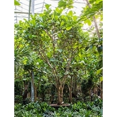 Фикус Лира branched Диаметр горшка — 90 см Высота растения — 475 см