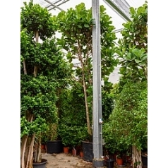Фикус Лира multi стебель Диаметр горшка — 85 см Высота растения — 550 см