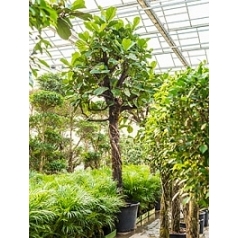 Фикус Лира стебель branched Диаметр горшка — 80 см Высота растения — 500 см