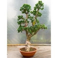Фикус Микрокарпа compacta бонсай branched (250-275) Диаметр горшка — 80 см Высота растения — 250 см