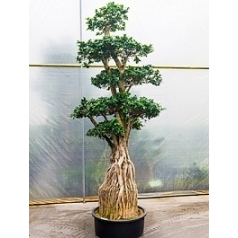 Фикус Микрокарпа compacta бонсай branched Диаметр горшка — 90 см Высота растения — 375 см