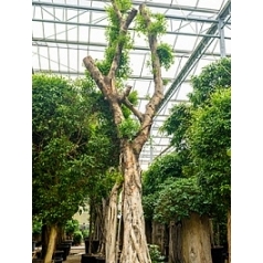 Фикус Нитида бонсай Диаметр горшка — 180 см Высота растения — 900 см