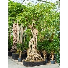 Фикус Религиоза стебель/bonsai Диаметр горшка — 180 см Высота растения — 475 см