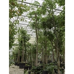 Гевея бразильская branched (750-800) Диаметр горшка — 95 см Высота растения — 750 см