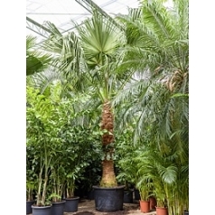 Ливистона chinensis стебель (180) Диаметр горшка — 85 см Высота растения — 525 см